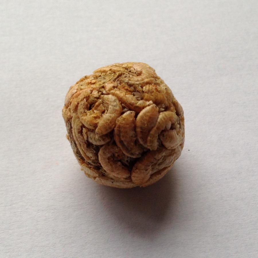 Produse noi 2013 - Planet1016 - Worms - Editie limitata